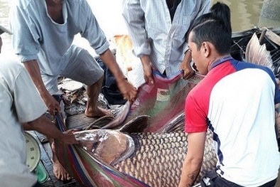 Giăng lưới bắt được cá hô vàng nặng 125kg, bán ngay thu 300 triệu