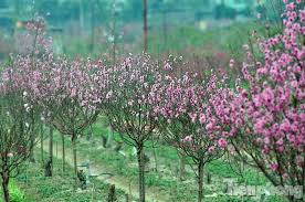 Đào Nhật Tân xuống phố sớm đón gió mùa đông bắc