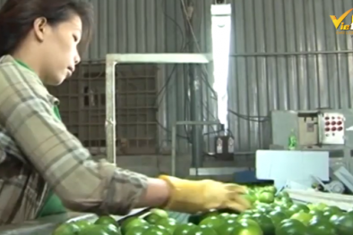 Tăng năng suất và cải thiệt chất lượng là bài giải cho nền nông nghiệp phát triển