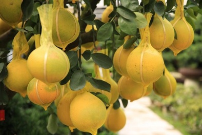 Bưởi Diễn Hưng Yên chơi tết có giá hàng trục triệu đồng