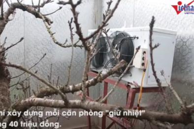 Chủ vườn Nhật Tân xây phòng 'giữ nhiệt' cho vườn đào Thất Thốn tiền tỉ