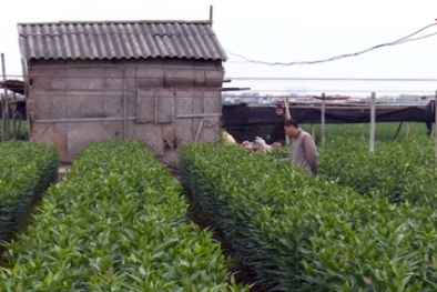 Rét đậm rét hại, nông dân Tây Tựu lại phấn khởi vì trúng vụ hoa Tết