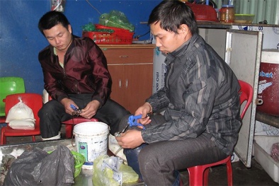 Hải Phòng: Bắt quả tang cơ sở bơm tạp chất vào tôm cung cấp cho nhà hàng