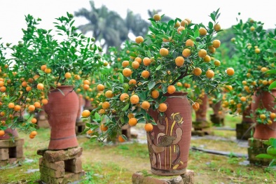 Tết Kỷ Hợi 2019: Giá quất Bonsai, quất phong thủy dự báo tăng nhẹ