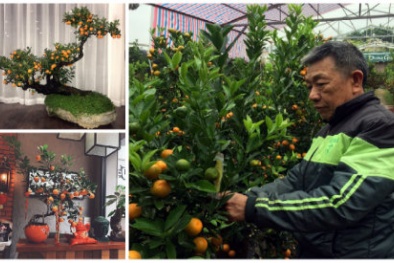 Tết Kỷ Hợi 2019: Nghệ nhân làng Tứ Liên tiết lộ kỹ nghệ trồng và chăm sóc quất bonsai
