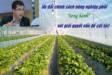 Chính sách ưu đãi lĩnh vực nông nghiệp phải 'song hành' với giải quyết loạt vấn đề cốt lõi!