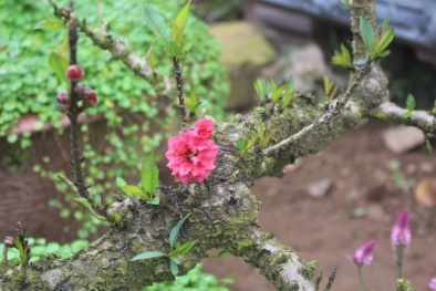 Chợ Tết 2019: Hàng loạt đồ tiền tỷ ‘đổ xô’ ra đường bán cho đại gia Việt