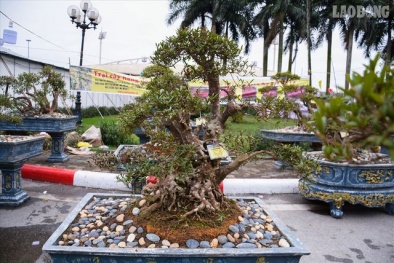 Ngắm cây Đỗ Quyên xứ nóng 400 năm tuổi có giá gần 1 tỷ đồng tại Hà Nội