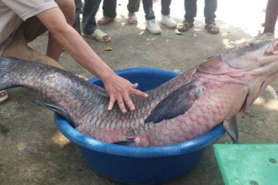 Thanh Hóa: Đổ xô đi xem cá trắm ‘khủng’ 33kg, bán ngay gần chục triệu