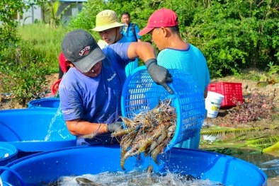 Hai nút thắt cần gỡ để xuất khẩu thủy sản bứt phá