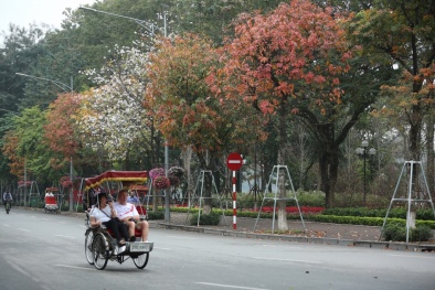 Phố phường Hà Nội đẹp như tranh vẽ mùa cây thay lá Phố phường Hà Nội đẹp như tranh vẽ mùa cây thay lá