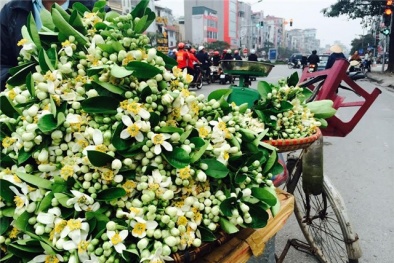 Vài trăm nghìn một cành hoa bưởi vẫn hút khách Hà thành