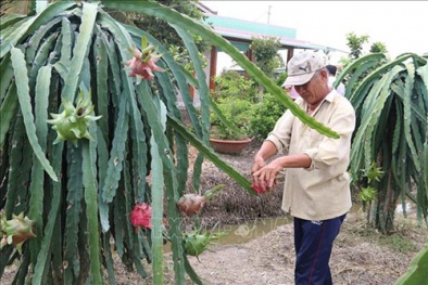 Thanh long tăng giá mạnh sau Tết