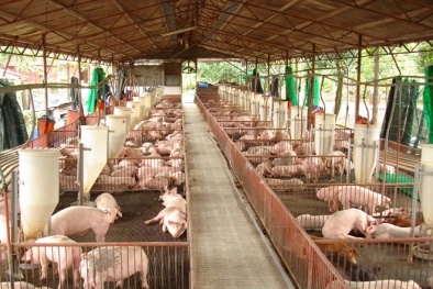 Công điện khẩn yêu cầu khống chế dịch tả lợn châu Phi