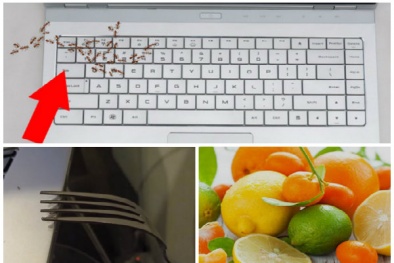 Côn trùng chui vào laptop gây hư hỏng - tuyệt chiêu đơn giản để loại trừ