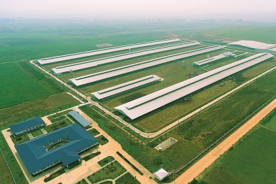 Vinamilk đón hơn 1.600 bò tơ HF và bò A2 từ Mỹ cho trang trại thứ 12