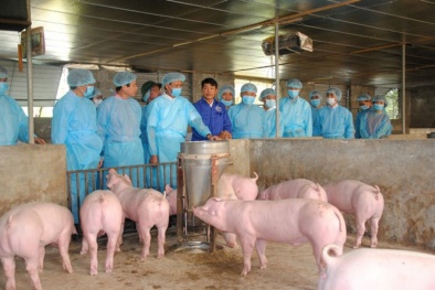 Huy động tổng lực phòng chống dịch tả lợn châu Phi