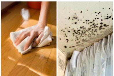 Nấm mốc khi trời nồm gây ra nhiều bệnh nguy hiểm