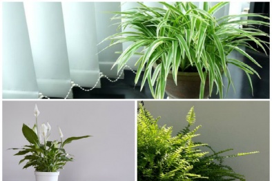 Trời nồm nên trồng những cây này trong nhà để hút ẩm, hiệu quả bất ngờ