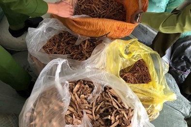 Hà Nội: Hơn 7 tấn nguyên liệu thuốc bắc không rõ nguồn gốc, xuất xứ bị 'tóm'