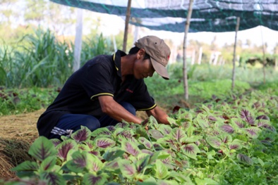 Quy trình kiểm tra chất lượng sản phẩm nông nghiệp hữu cơ sau khi được cấp chứng nhận