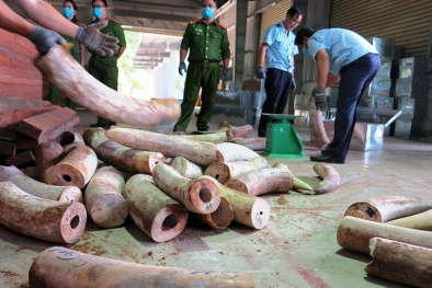 Điều tra mở rộng vụ án vận chuyển trái phép ngà voi từ nước ngoài vào Việt Nam