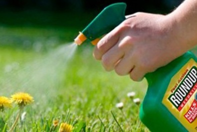 Nguy cơ gây ung thư, hoạt chất glyphosate được loại bỏ khỏi thuốc bảo vệ thực vật