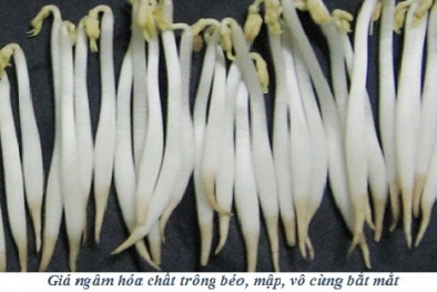 Cẩn trọng với giá đỗ ngâm hóa chất