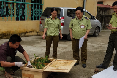 Phát hiện 29 con rùa Sa Nhân thuộc loài nguy cấp được 'tuồn' về Hà Nội tiêu thụ