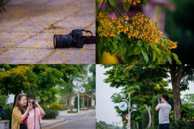 Rực rỡ sắc vàng giáng hương trên phố biển Sầm Sơn