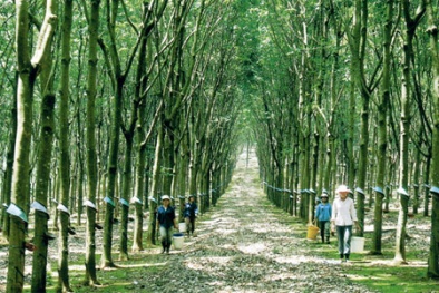 Đầu tư 10 triệu vào công ty Việt này, bạn có ngay khoản lãi hơn 40 triệu sau 2 tháng