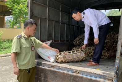 Lạng Sơn: Tóm xe ô tô vận chuyển 'chui' 20 con lợn giống không có giấy kiểm dịch động vật