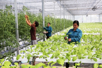 Nông nghiệp ứng dụng công nghệ cao: Chìa khóa giúp ĐBSH phát triển bền vững
