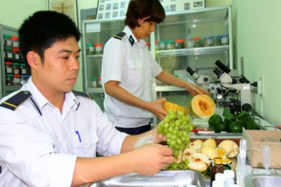 Việt Nam - Indonesia: Chuẩn bị kết nối chứng nhận kiểm dịch thực vật qua ASW