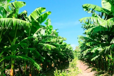 Lãi nghìn tỷ từ chuối, bầu Đức sẽ ‘bội thu’ thêm từ lá và thân cây