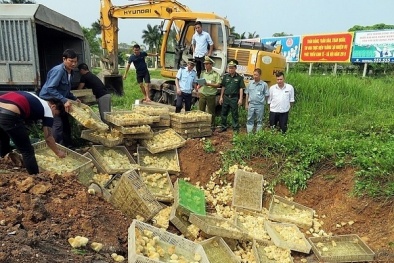 Tiêu hủy gần 8.000 con gà giống không rõ nguồn gốc xuất xứ