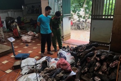 Hà Nội: Phát hiện cơ sở kinh doanh chứa 3 tấn chân bò và lá lách gia súc nhập lậu