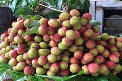 Vải sớm đầu mùa chỉ 35.000 đồng một kg