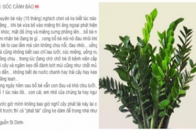 Trẻ nhập viện vì ăn lá cây kim phát tài trồng phong thủy trong nhà