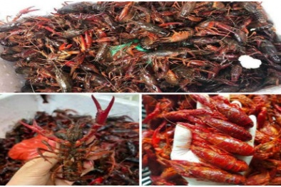 Tôm hùm Trung Quốc đang gây sốt nhưng lại là mối nguy lớn, tại sao?