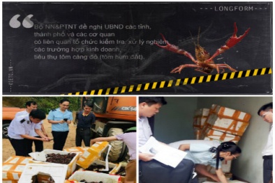 Ngăn chặn kịp thời lượng lớn tôm càng đỏ nhập lậu