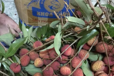 Vải đầu mùa siêu rẻ chỉ 25 nghìn đồng/kg: Cách chọn quả ngon, không sâu đầu