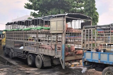 Phát hiện lợn bị dịch tả lợn Châu Phi vận chuyển trên xe tải ở Quảng Nam