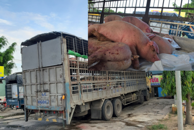 Dịch tả châu Phi vẫn hoành hành: Quản lý thị trường quyết liệt ngăn chặn