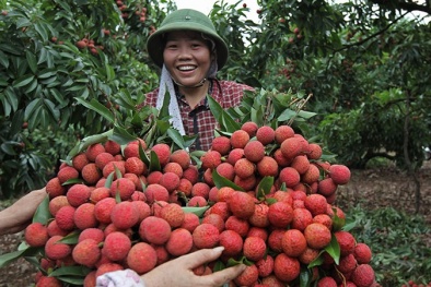 Vải Trung Quốc mất mùa giá cao: Cơ hội 'vàng' cho vải thiều Việt Nam xuất khẩu