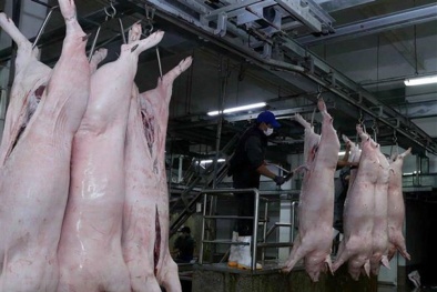 Dự trữ, cấp đông thịt lợn sạch - Giải pháp bình ổn thị trường thực phẩm