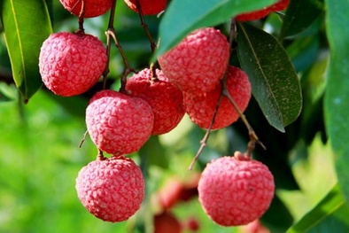 Vải thiều Bắc Giang giá cao, lên đến 70.000 đồng/kg