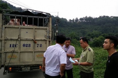 Lào Cai: Kiểm soát chặt chẽ, phòng chống dịch tả lợn châu Phi