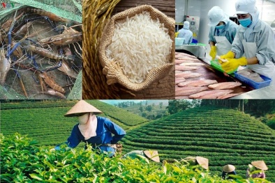 Tham gia các hiệp định thương mại tự do- Nông sản Việt thêm cơ hội xuất khẩu