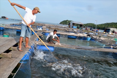 Đặt hàng nghiên cứu về kiểm soát chất lượng một số loại hải sản